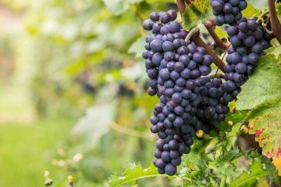 Üzüm Üzüme Baka Baka Kararır Atasözünün Anlamı Nedir? Kısaca Açıklaması Ve Örnek Cümle…