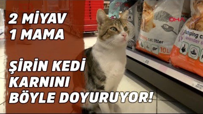 Marketten Zorla Mama Aldıran Kedi " Nokta"