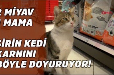 Marketten Zorla Mama Aldıran Kedi 