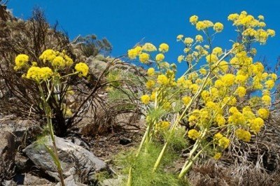 Doğal Afrodizyak Çakşır Otu