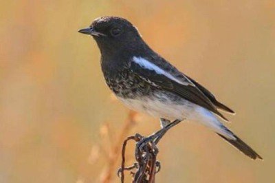 Türkiye'de ilk defa Kara Taşkuşu görüldü