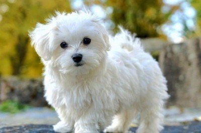 Maltese Terrier Köpeklerle Hayatınıza Neşe Katın !
