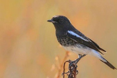 Türkiye'de ilk defa Kara Taşkuşu görüldü