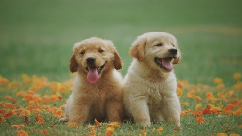 Yavru Köpek alırken Nelere Dikkat Edilmeli