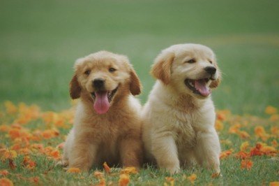 Yavru Köpek alırken Nelere Dikkat Edilmeli