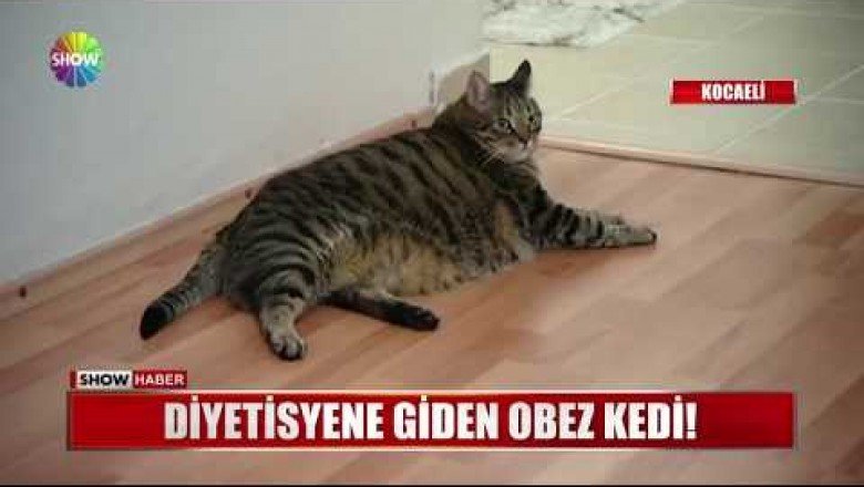 Diyetisyene Giden Obez Kedi "Uğur"