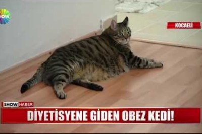 Diyetisyene Giden Obez Kedi 
