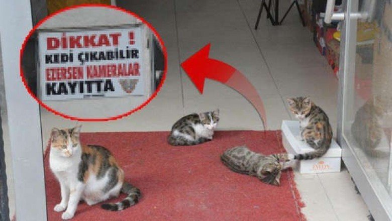 Beslediği 10 kedi ezilerek tek tek öldü... Çözümü bakın nasıl buldu!