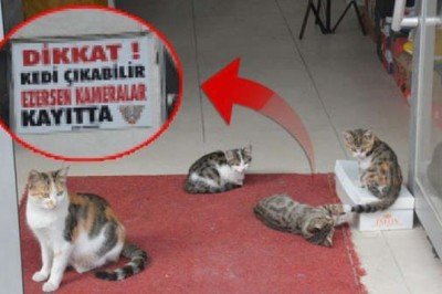Beslediği 10 kedi ezilerek tek tek öldü... Çözümü bakın nasıl buldu!