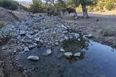 Çerme Deresi kurudu: Binlerce balık tehlike altında