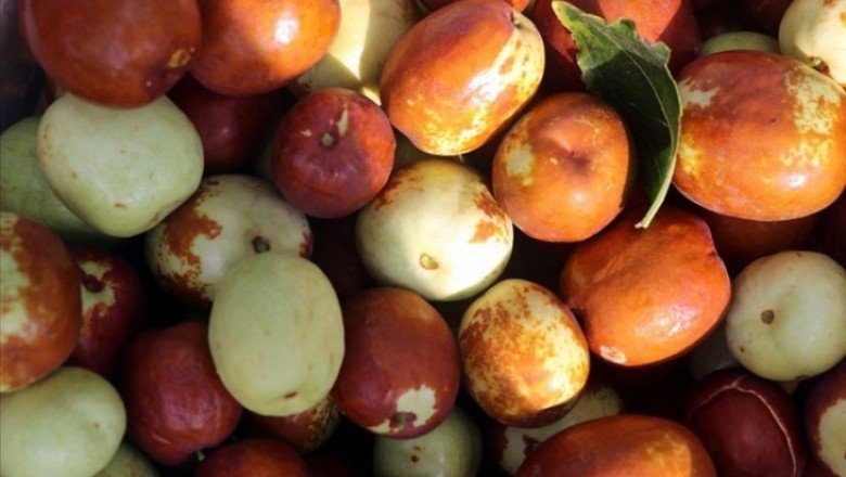 Enerji ve vitamin deposu: Hünnap