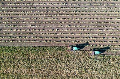 Fasulye üreticisi işgücü ve maliyet engelini teknolojiyle aşıyor
