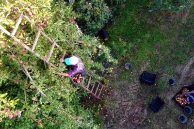 Tarihte bu kadarı görülmedi! Amasya'da ağaçtan toplanan elmalar bir türlü bitmiyor
