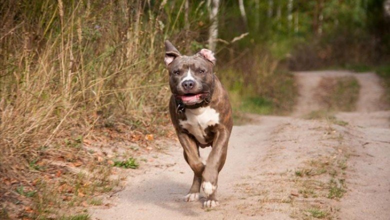 Tehlikeli köpek türü besleyenler 3 ay içinde kayıt yaptırmak zorunda