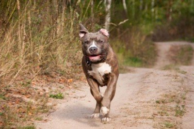 Tehlikeli köpek türü besleyenler 3 ay içinde kayıt yaptırmak zorunda