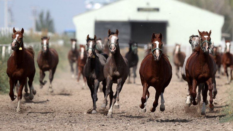 18 baş elit tay, İstanbul'da ihaleyle satışa çıkarılacak