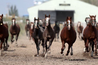 18 baş elit tay, İstanbul'da ihaleyle satışa çıkarılacak