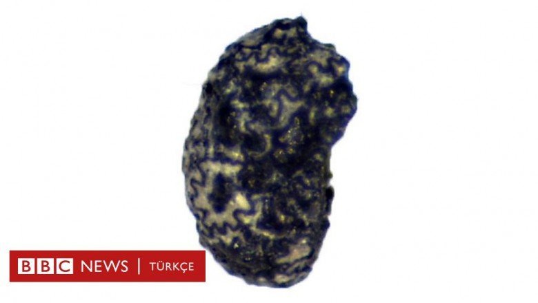 ABD'de 12 bin 300 yıllık tütün kalıntıları bulundu: 'Tüketim çok daha eskiye dayanıyor'