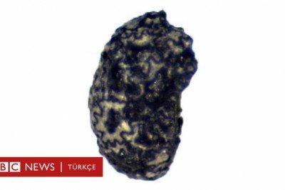 ABD'de 12 bin 300 yıllık tütün kalıntıları bulundu: 'Tüketim çok daha eskiye dayanıyor'