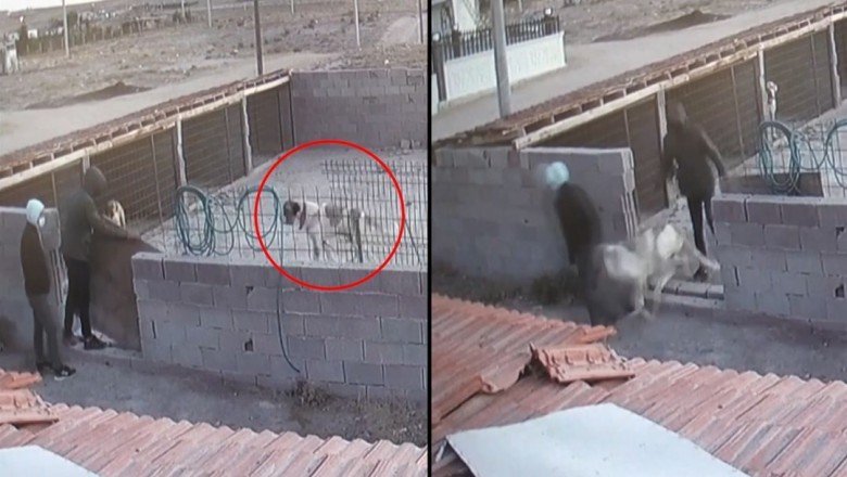 Aksaray Malaklısı'nı böyle çaldılar: Bir ayda 15 köpek çalındı