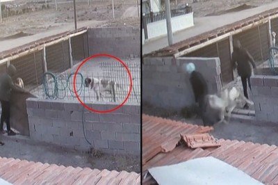 Aksaray Malaklısı'nı böyle çaldılar: Bir ayda 15 köpek çalındı