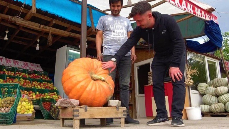 Amasya'da 30 kiloluk bal kabağı
