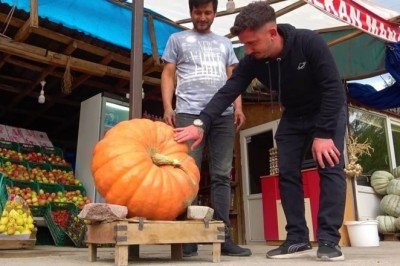 Amasya'da 30 kiloluk bal kabağı