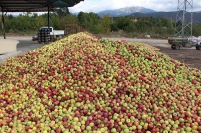 Amasya'da dalında 1,5 TL olan elma manavda 6 TL
