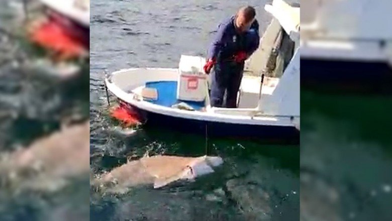 Amatör balıkçı 2,5 metrelik köpek balığı yakaladı