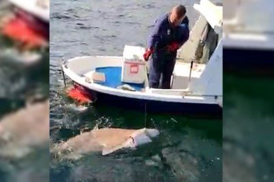 Amatör balıkçı 2,5 metrelik köpek balığı yakaladı