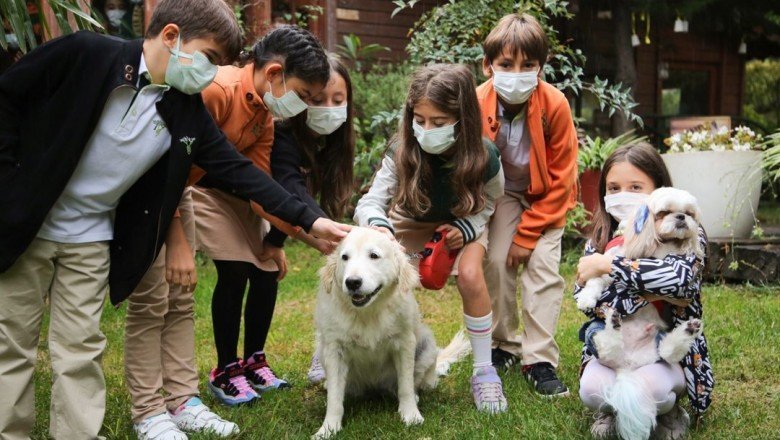 “Bir Kap Mutluluk” projesi ile ormanlara yuva yapmış sokak hayvanlarına yardım kampanyası