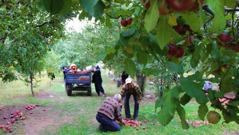 ''Bu sene elma bol''