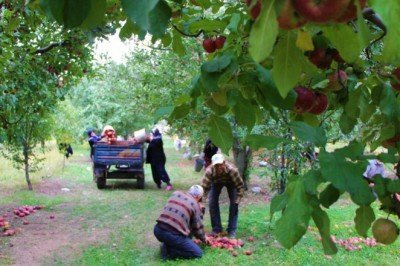 ''Bu sene elma bol''