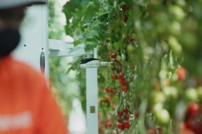 Bu serada domatesleri yapay zeka topluyor: Verim 30 kat arttı