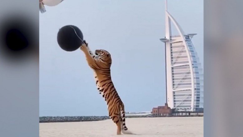 Cinsiyet belirleme partisine kaplan getirdiler