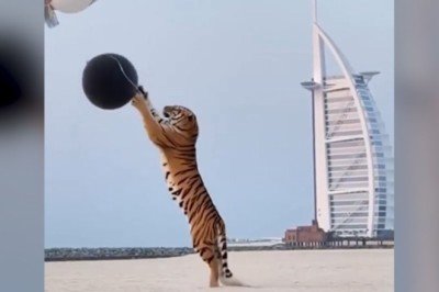 Cinsiyet belirleme partisine kaplan getirdiler