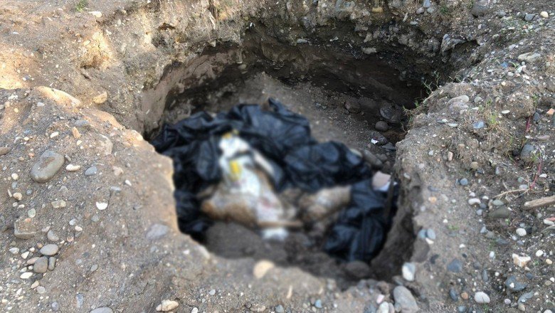Giresun’da bir çukur içinde 10 ölü köpek bulundu!