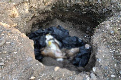 Giresun’da bir çukur içinde 10 ölü köpek bulundu!