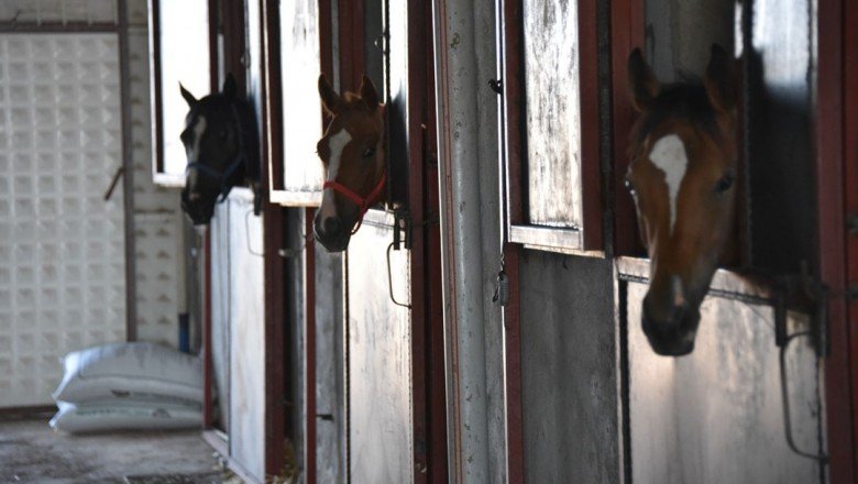 Hobi olarak başladığı at yetiştiriciliğinde şampiyon adayı tayları hipodroma hazırlıyor