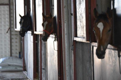 Hobi olarak başladığı at yetiştiriciliğinde şampiyon adayı tayları hipodroma hazırlıyor