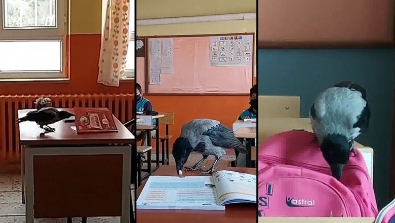 Karga 'iyilik meleğinin' peşinden ayrılmıyor