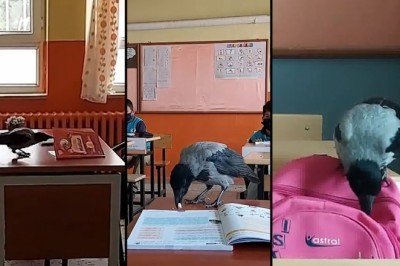 Karga 'iyilik meleğinin' peşinden ayrılmıyor