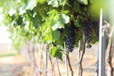 Kırklareli bağcılıkta eski günlerine dönmek istiyor