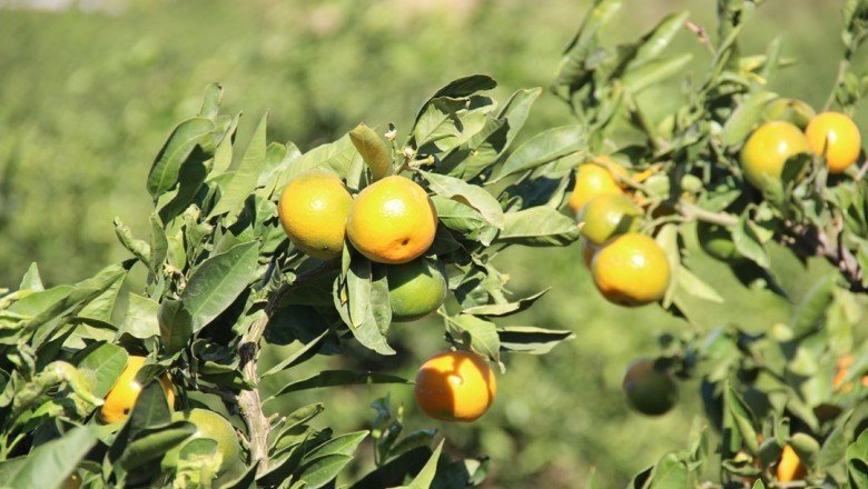 Kuraklık mandalinayı da vurdu: Rekolte yarı yarıya azaldı