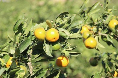 Kuraklık mandalinayı da vurdu: Rekolte yarı yarıya azaldı