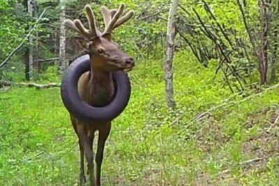 Kurtarmak için boynuzlarını kestiler