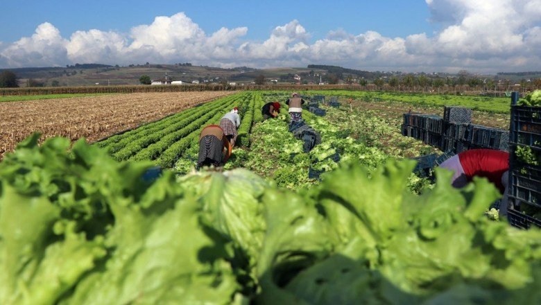 Marul tarlada 50 kuruş, markette 8 lira