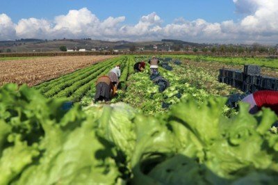 Marul tarlada 50 kuruş, markette 8 lira