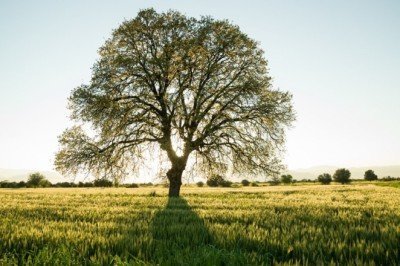 Meşe ağaçları karbondioksit emilimini artırmayı öğrenebiliyor