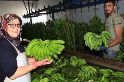 Muz üreticide 3 lira markette 12 lira